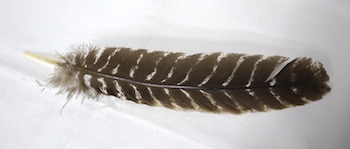 0928hat2-h.jpg